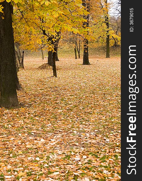 Autumn Colors In Forest