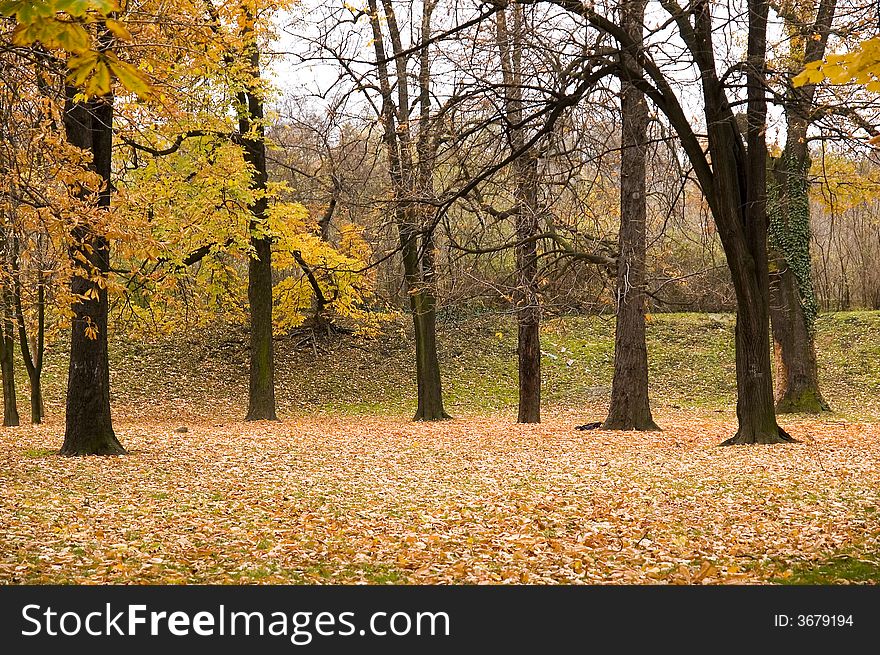 Autumn colors in forest