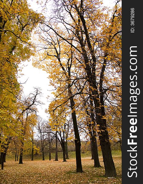 Autumn colors in forest