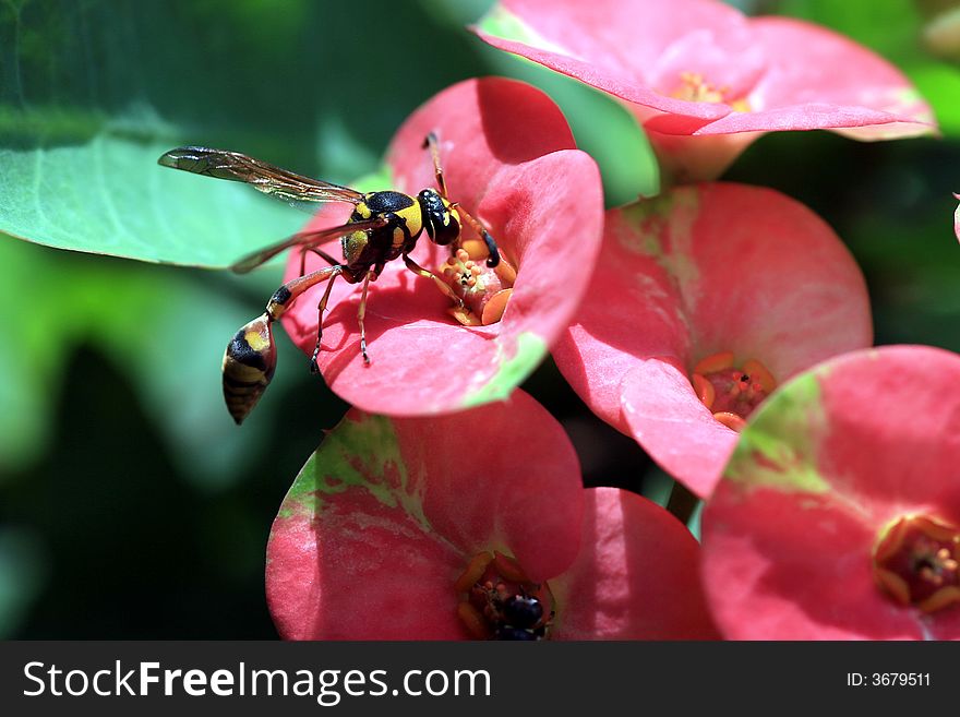 Beautiful Wasp