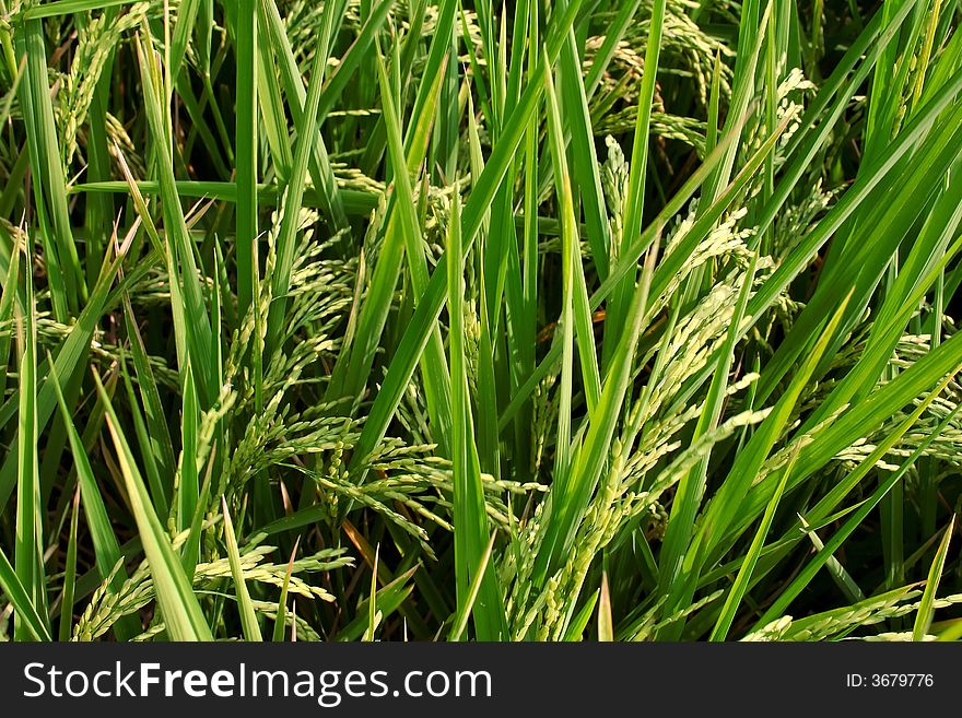 Rice field in Java, Indonesia