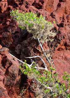 Tree On Red Rocky Hillside Royalty Free Stock Image