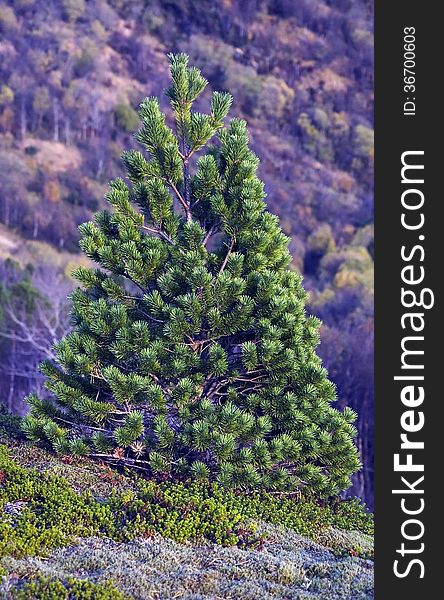 Abstract Tree On Mountain