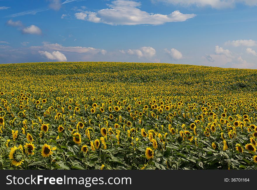 Sunflower field under a cloudy sky. composed image