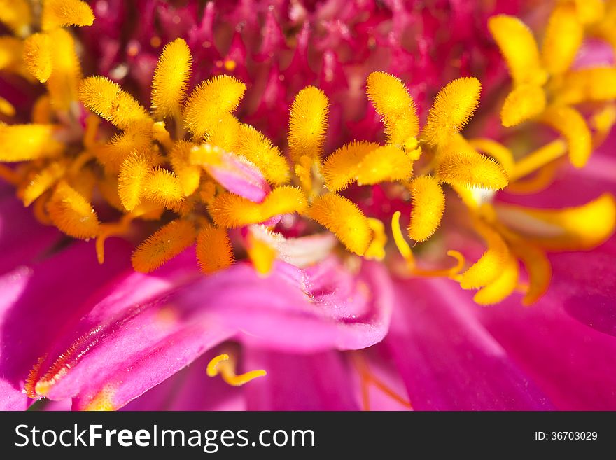 Zinnia flower texture macro photo