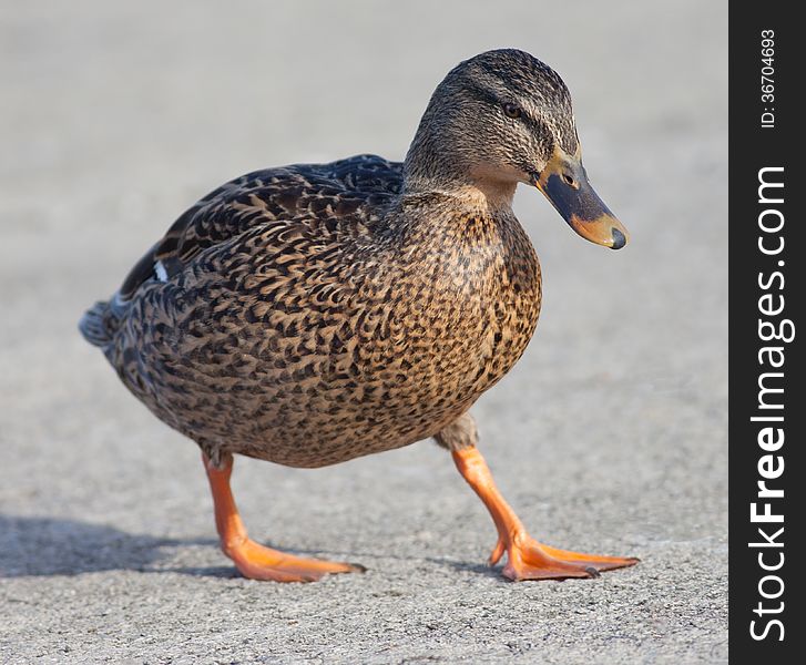 Female Mallard (Anas platyrhynchos) duck walking on pavement