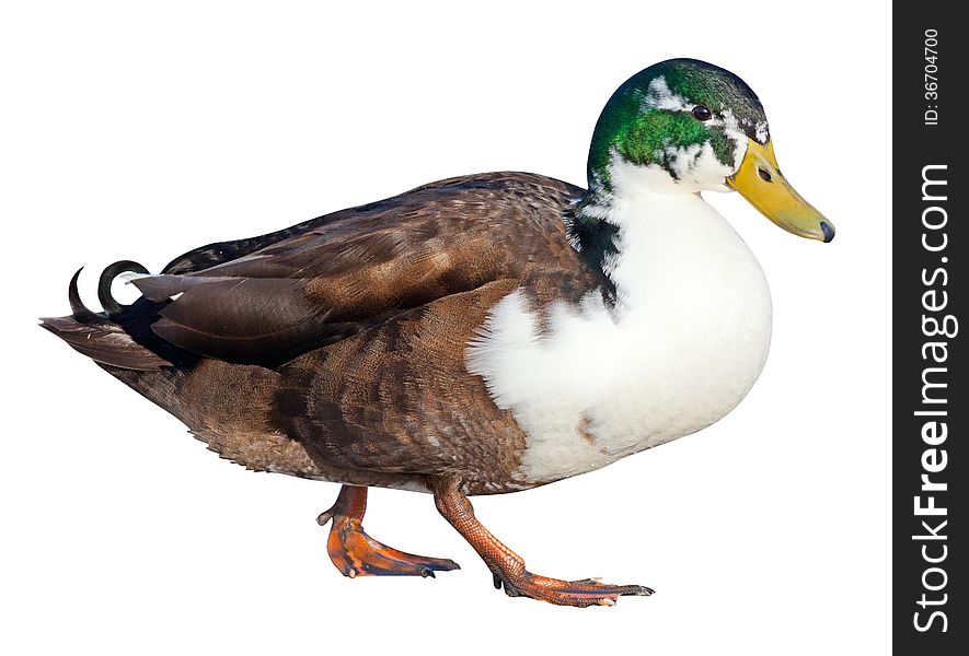 Bibbed Domestic Mallard (Anas platyrhynchos) with a clipping path