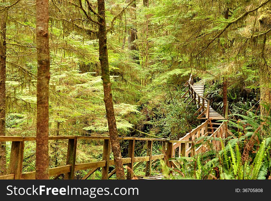 A man made trail is etched out in the thick forest so all who wish to hike are able to view nature at its finest. A man made trail is etched out in the thick forest so all who wish to hike are able to view nature at its finest.