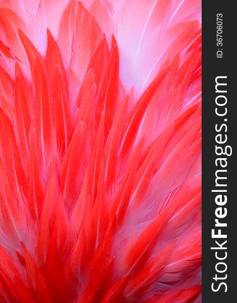 The vibrant pink colors of a Flamingo feather are captured by the photographer. The vibrant pink colors of a Flamingo feather are captured by the photographer.