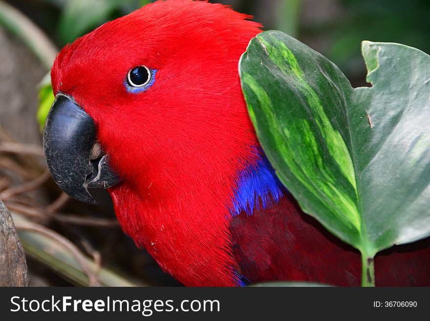 Red Eclectus Parrot Portrait