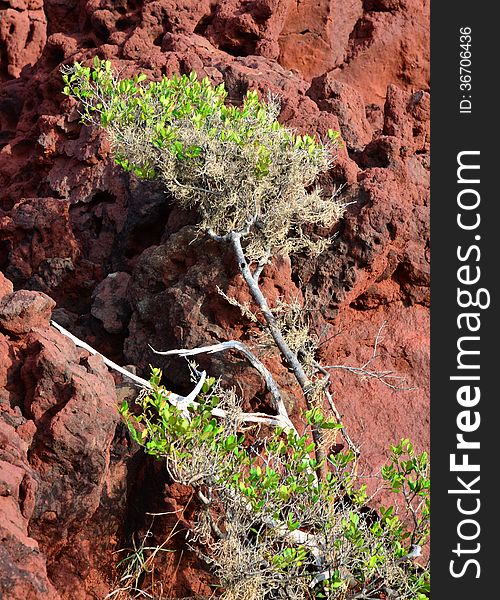 Tree on red rocky hillside