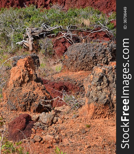 Trees on bronze rock