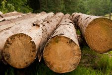 Row Of Felled Trees Stock Photography Row Of Felled Trees Stock Photography