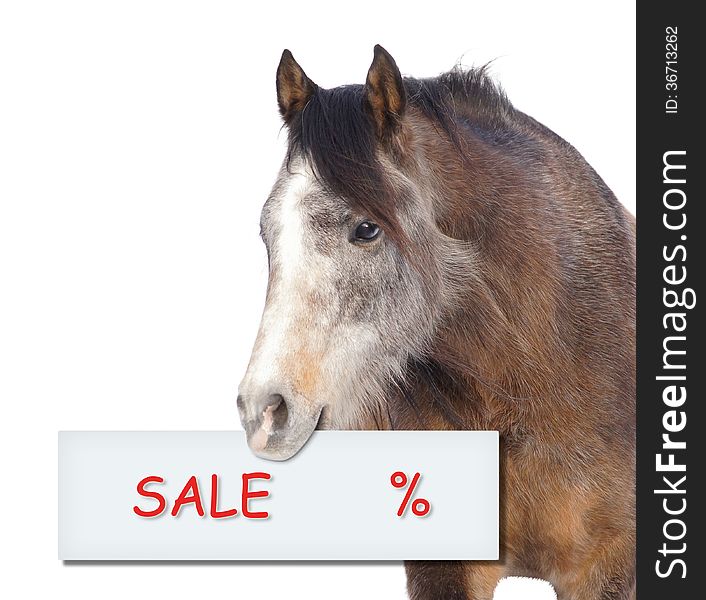 Horse With Sale Percent Sign On White Background