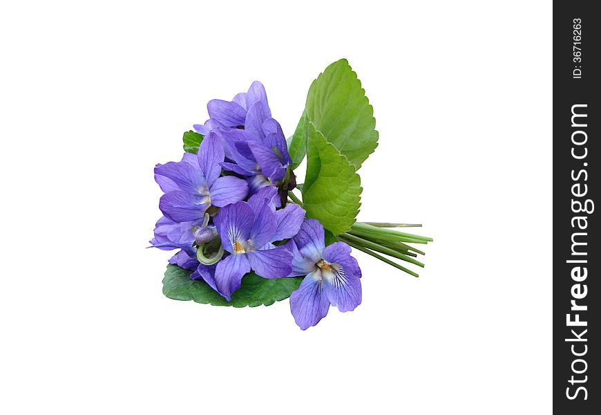 Violets wood flowers a bouquet it is isolated a holiday