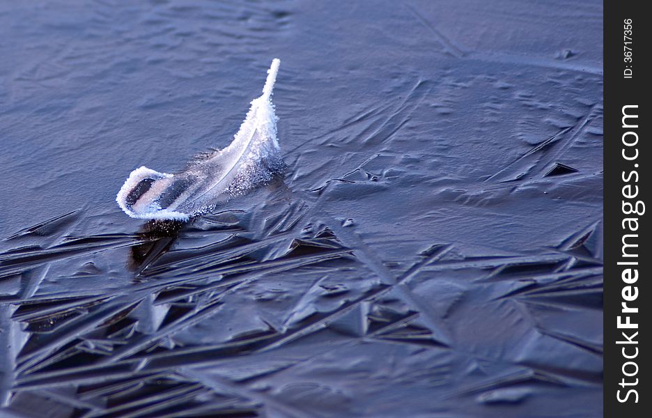 Background shot of a feather trapped in frozen water. Background shot of a feather trapped in frozen water