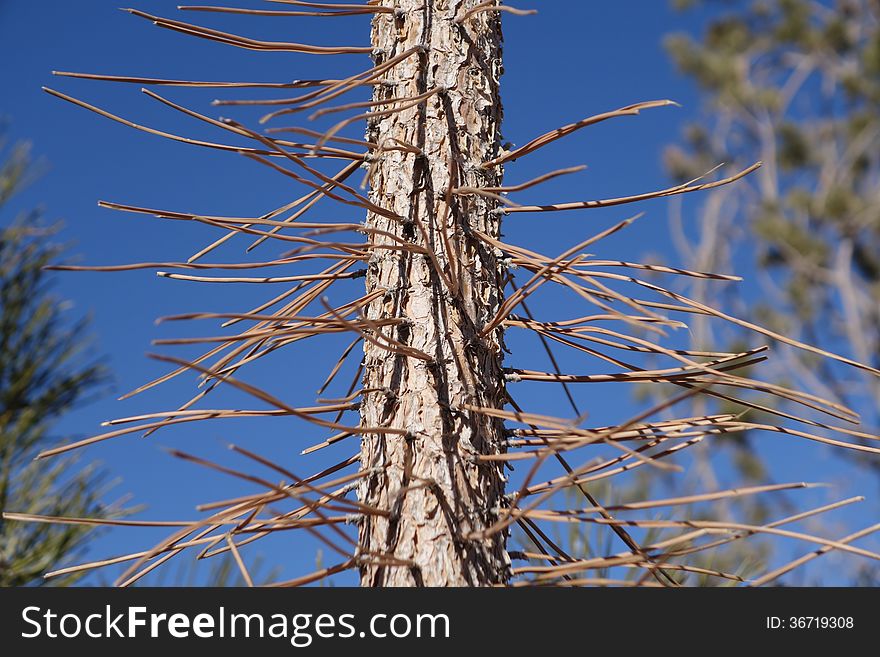 A picture of a pinon tree bark and the needles. A picture of a pinon tree bark and the needles.