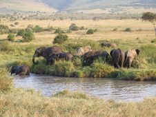 African Elephants Stock Photography African Elephants Stock Photography