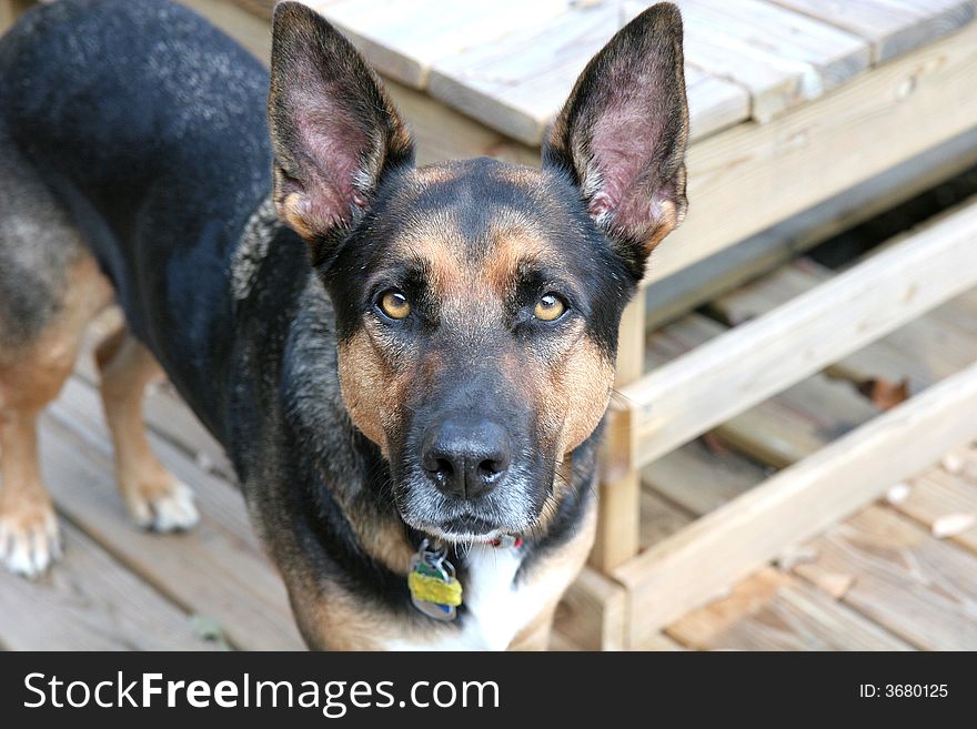 A german shepherd looking directly into the camera on a wooden deck