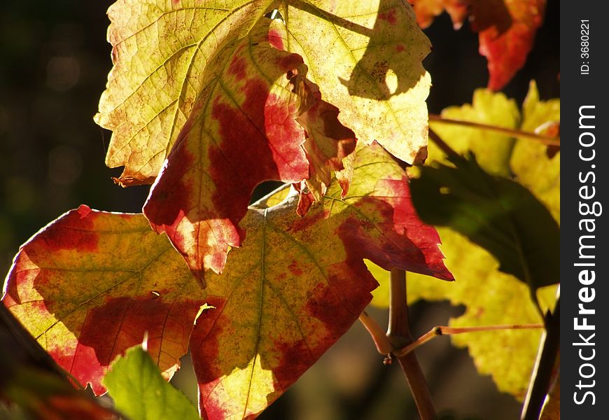 Details of the autumn grapevine leaves in red, yellow and green colors. Details of the autumn grapevine leaves in red, yellow and green colors