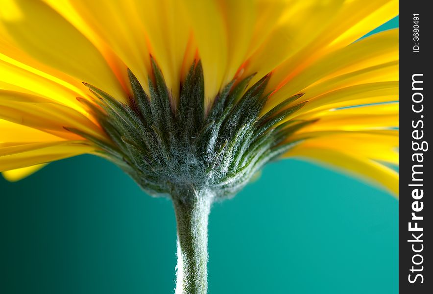 Yellow gerber flower