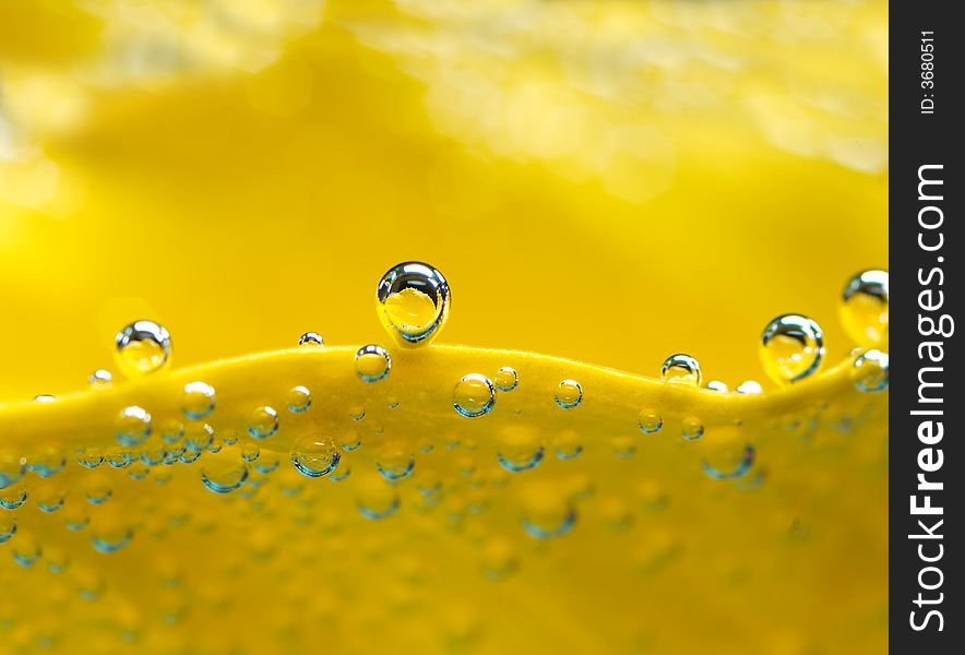 Bubbles on yellow lilly in the water