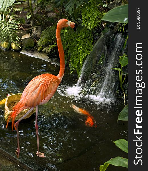 Flamingo in a waterstream, tropical fish swiming around