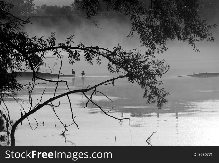 Two ducks are silhouetted against the early morning fog on a quiet river. Two ducks are silhouetted against the early morning fog on a quiet river