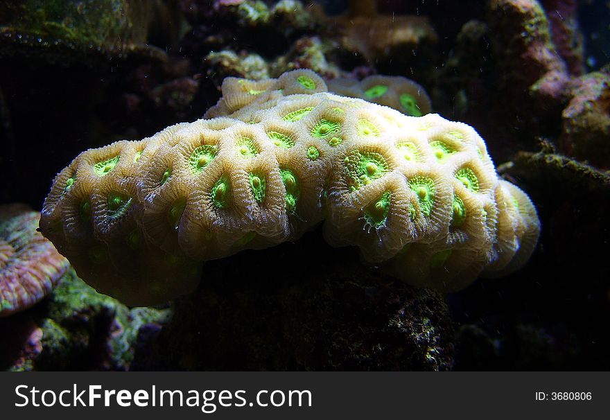 Photo of a live coral. Lives in an aquarium at the collector. Photo of a live coral. Lives in an aquarium at the collector