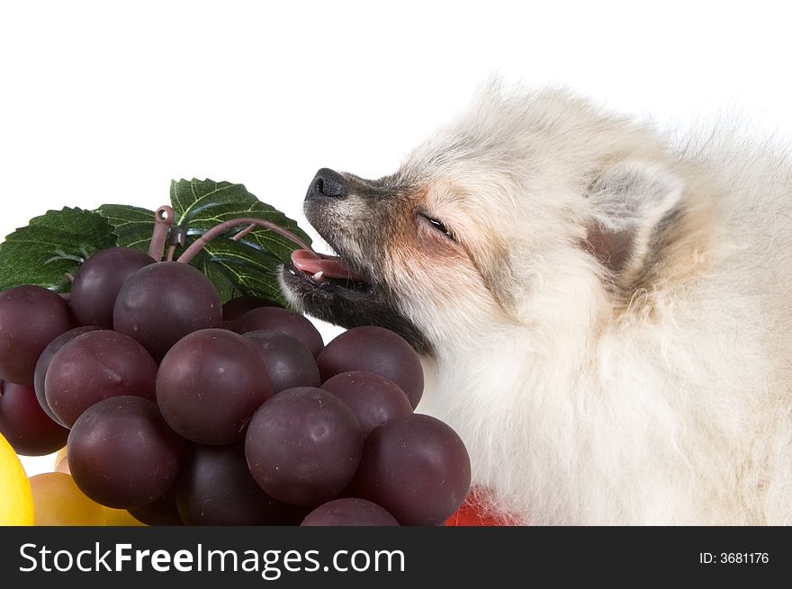 The puppy of the spitz-dog and fruit. The puppy of the spitz-dog and fruit