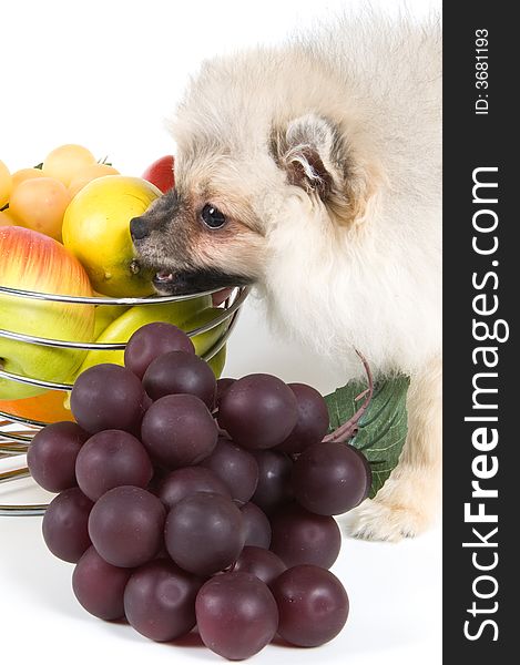 The puppy of the spitz-dog and fruit. The puppy of the spitz-dog and fruit