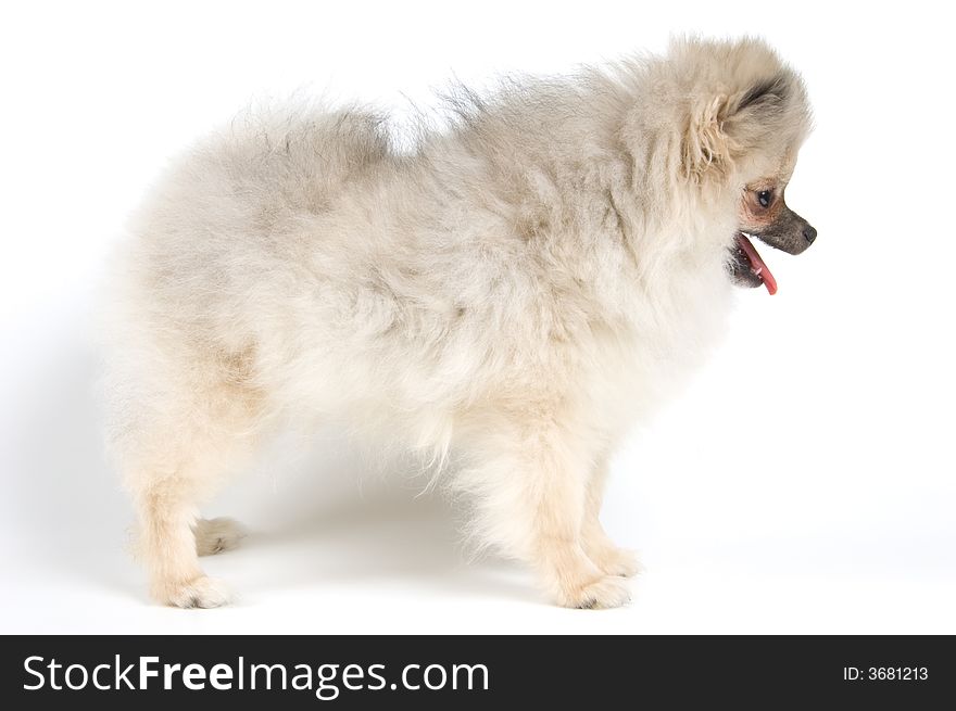 The puppy of the spitz-dog