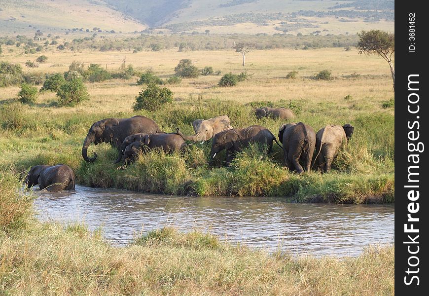 A group of african elephants
