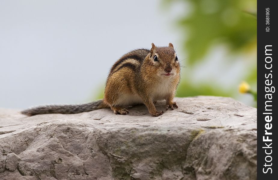 A common little cute animal in North America. A common little cute animal in North America