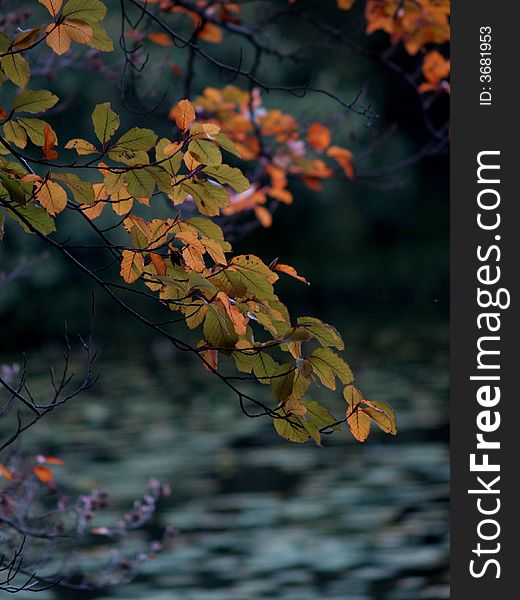 Color autumn season tree and lake. Color autumn season tree and lake