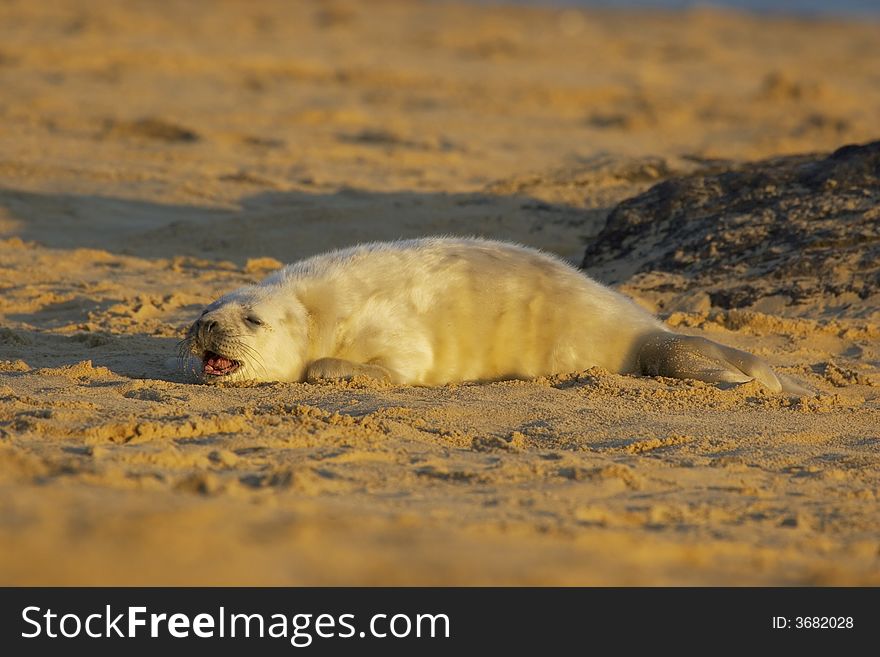 A grey seal pup cries out for it's mother. A grey seal pup cries out for it's mother