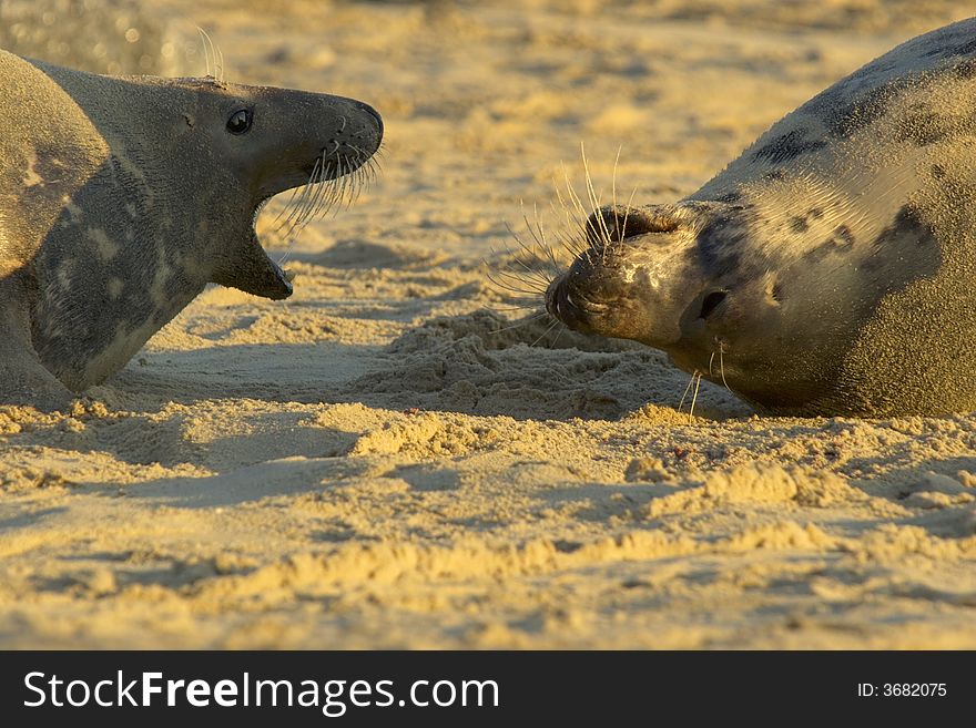 Two grey seal mothers fight on the beach