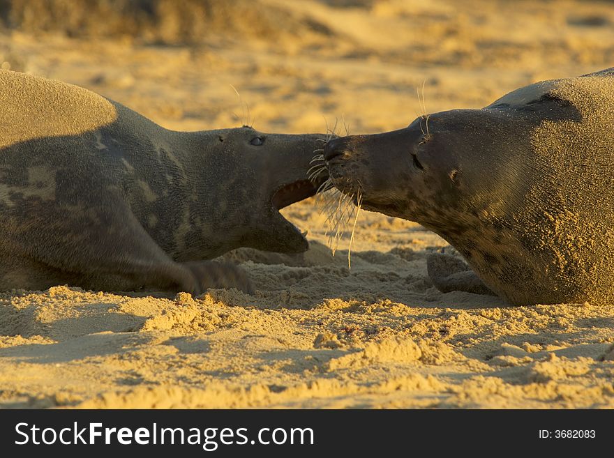 Two grey seal mothers fight on the beach. Two grey seal mothers fight on the beach