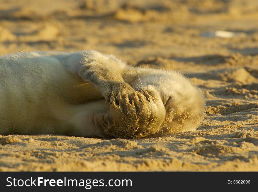A grey seal pup covering it's nose with it's flippers. A grey seal pup covering it's nose with it's flippers
