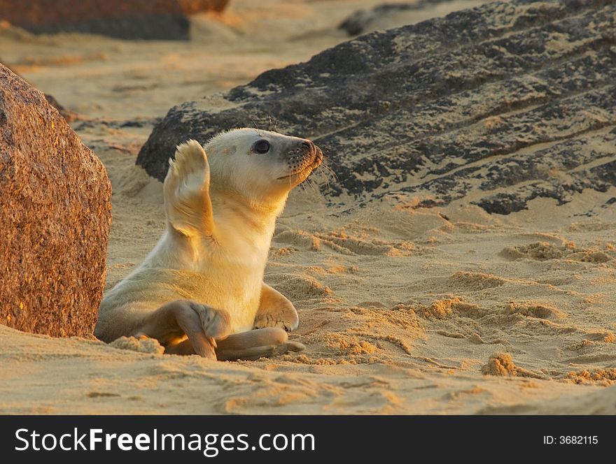 A grey seal pup waves for the camera