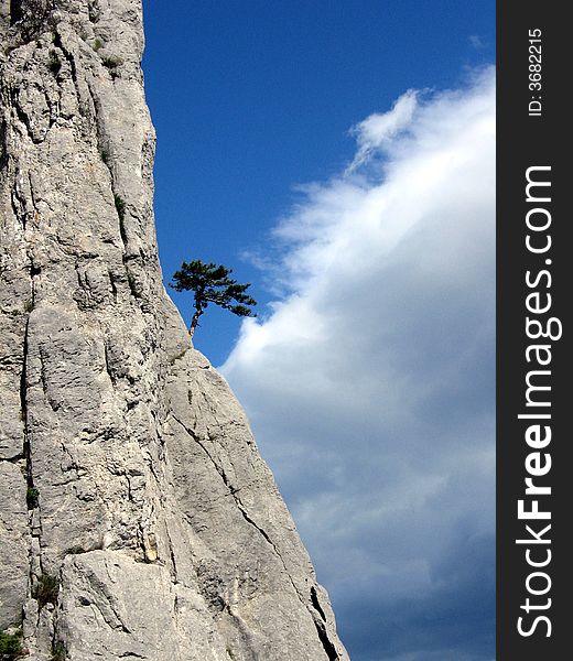 Lonely tree on a rock on a background of the sky