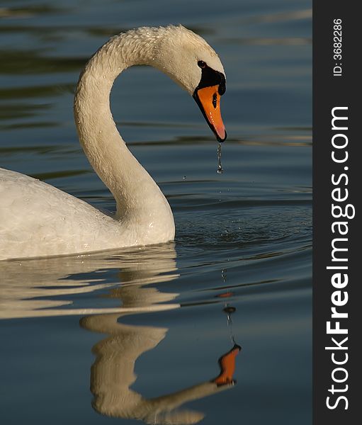 Mirror water white swan blue