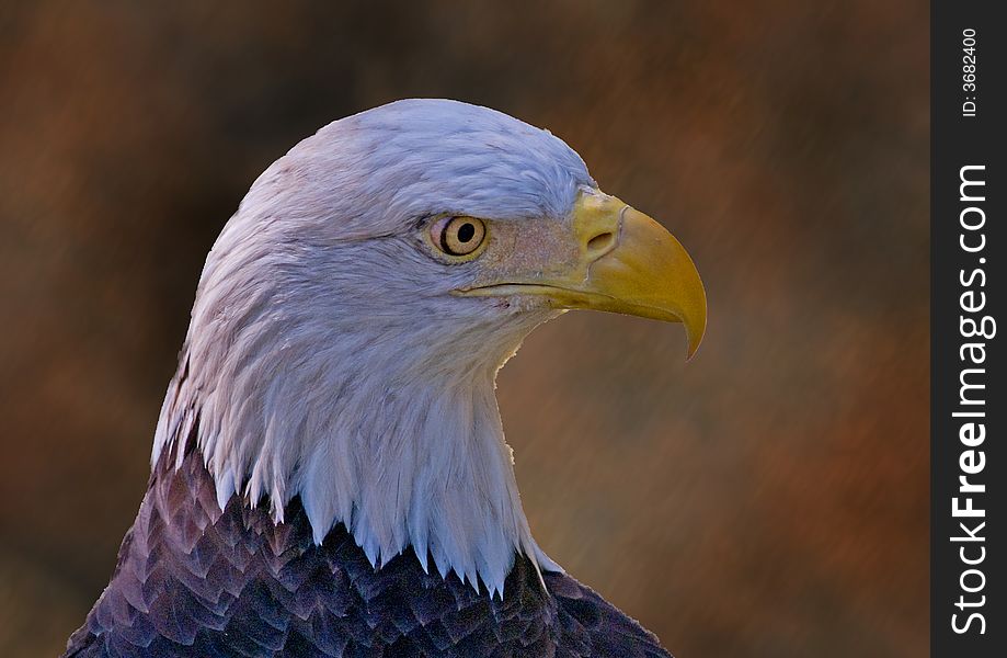 An injured bald eagle captured at the wonderful Lowry Park Zoo