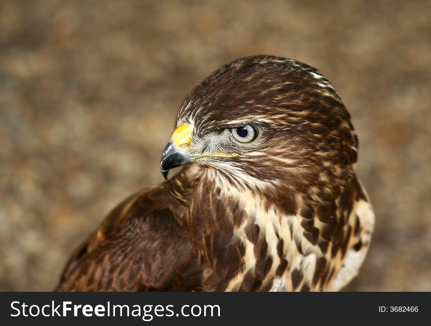 A gentle hawk is looking around. A gentle hawk is looking around