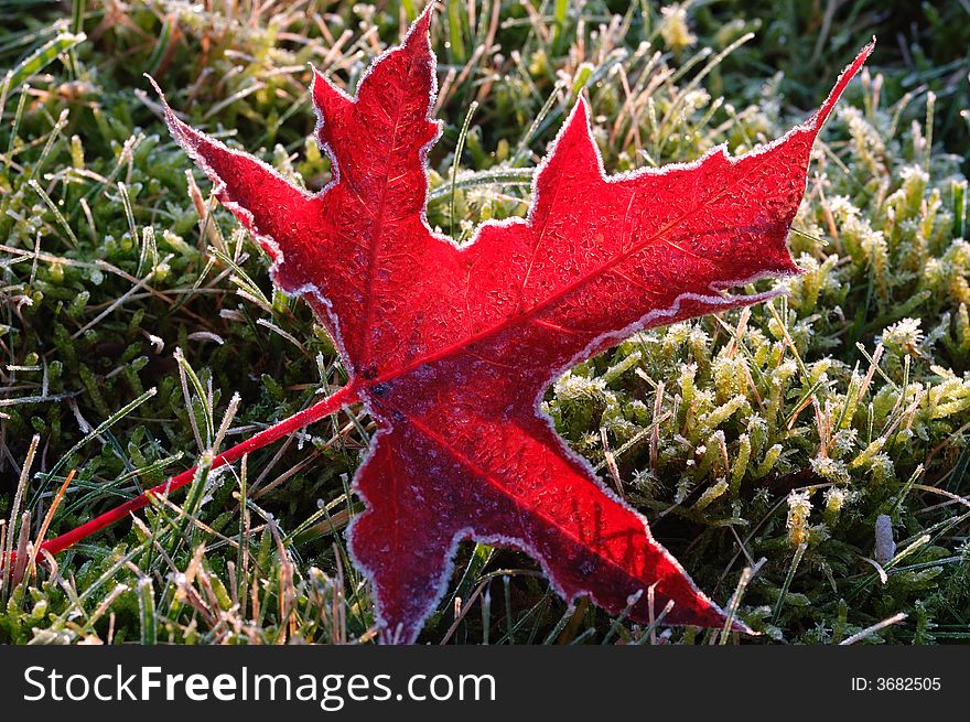 Red frosty maple leaf on lawn