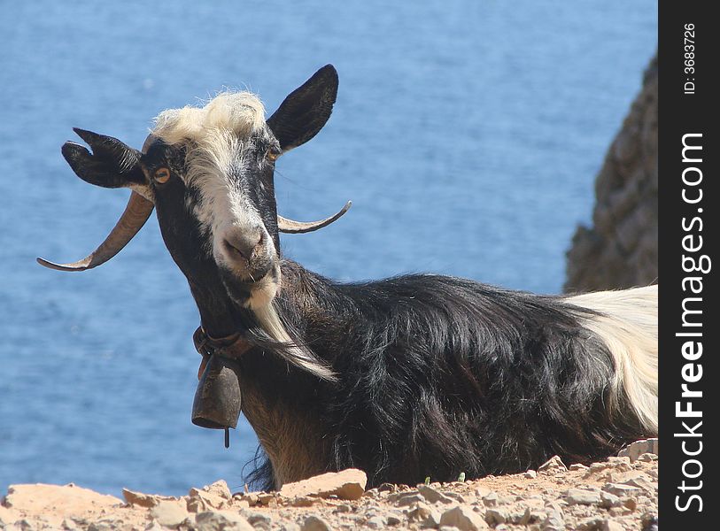 Billy Goat At Rest