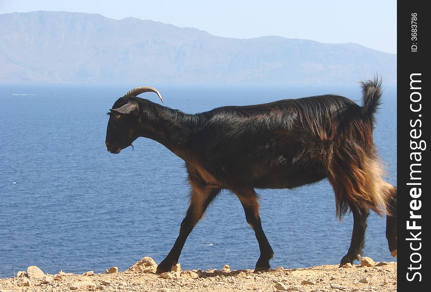 Cretan Goatline
