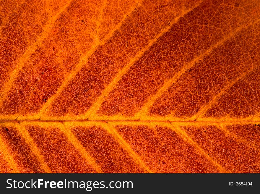 Macro of an autumn leaf showing its delicate texture. Macro of an autumn leaf showing its delicate texture