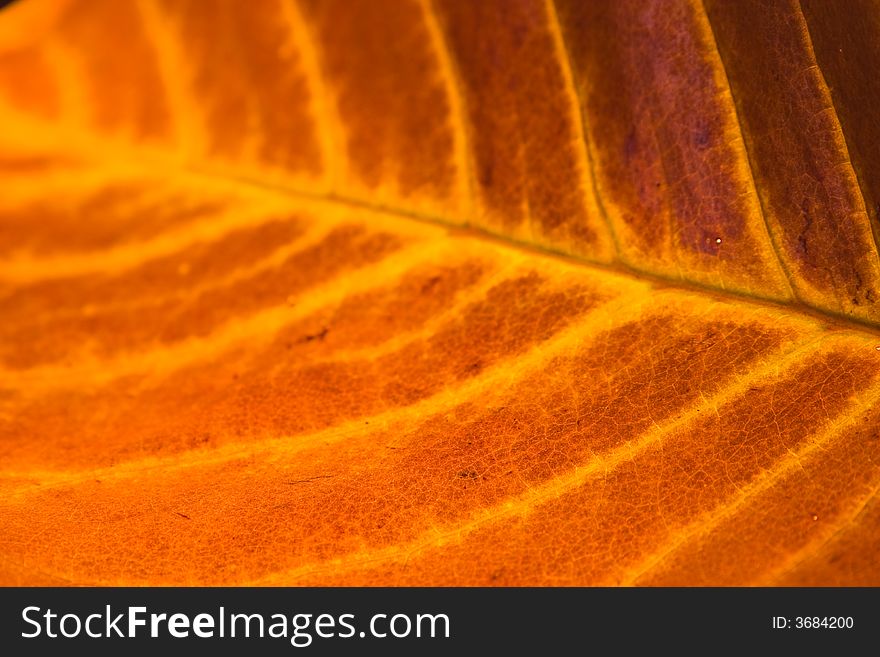 Macro of an autumn leaf showing its delicate texture. Macro of an autumn leaf showing its delicate texture