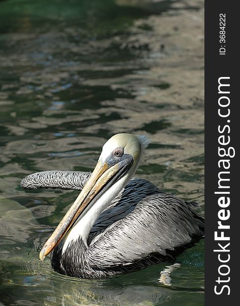 The brown pelican is a threatened species over much of it's natural range.